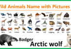 List of Wild Animals Name with Pictures and PDF