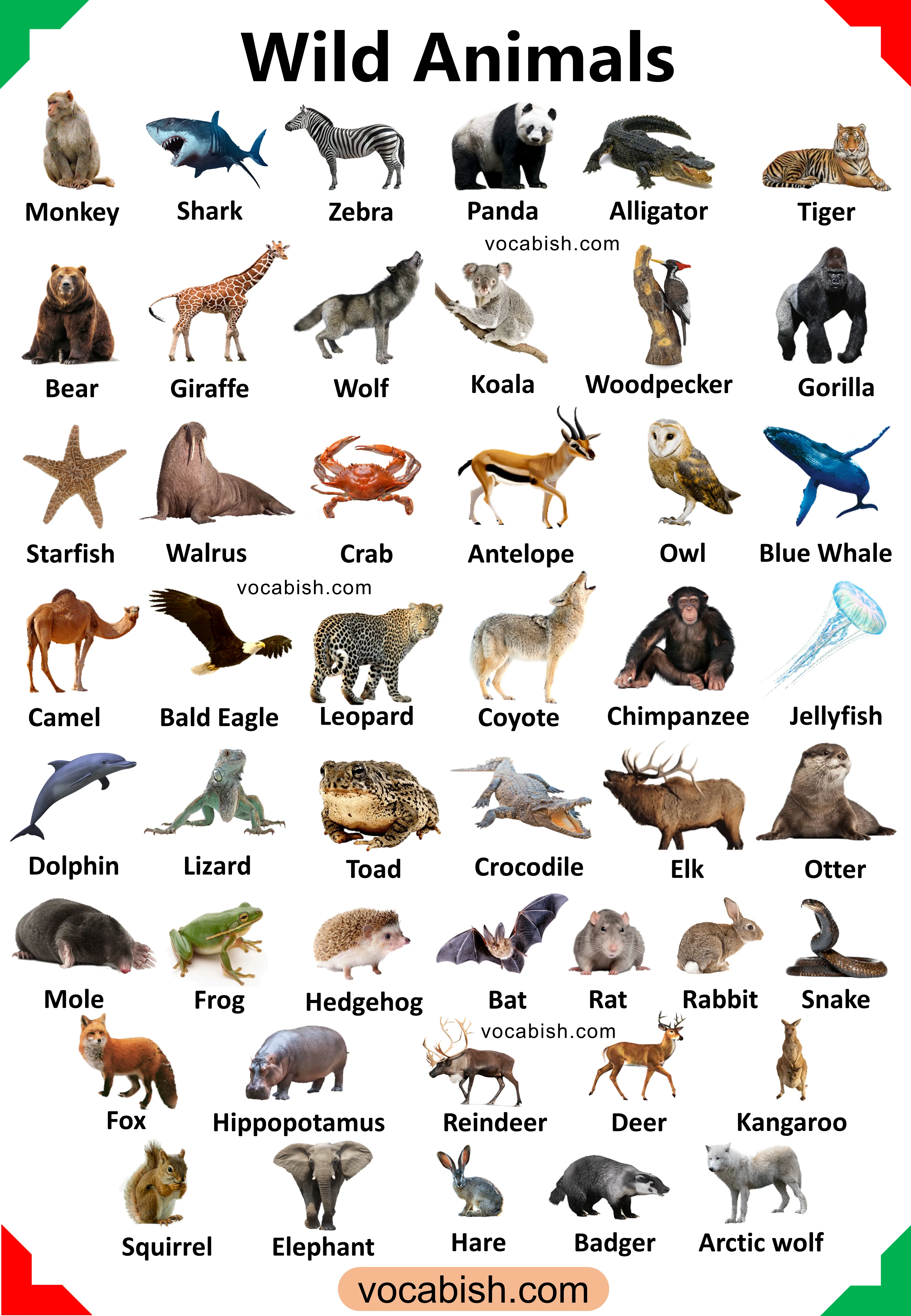 List of Wild Animals Name with Pictures and PDF