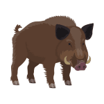 Wild Boar as a Wild Animal