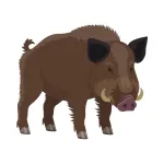Wild Boar as a Wild Animal