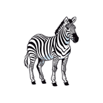 Zebra as a Wild Animal