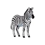 Zebra as a Wild Animal