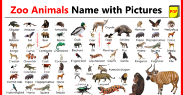 Zoo Animal Names In English with Pictures