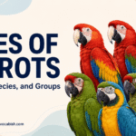 56 Types of Parrots with Their Names, Groups, and Pictures