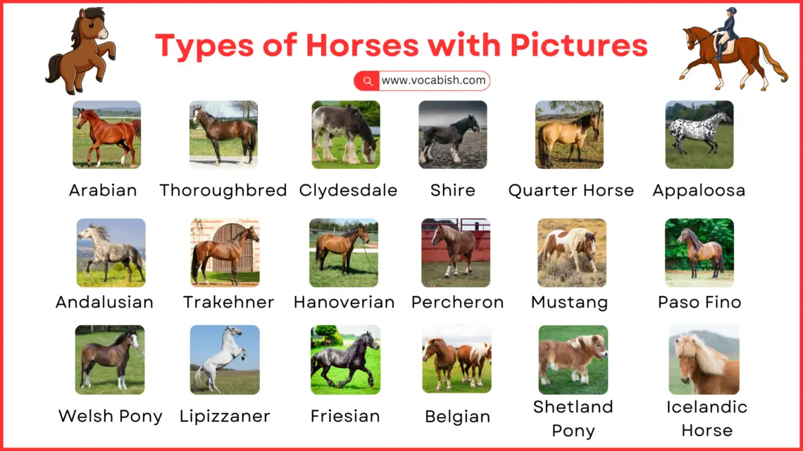 Types of Horses with Names, Pictures, and Descriptions