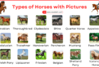 Types of Horses with Names, Pictures, and Descriptions