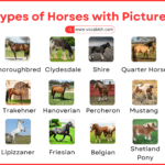 Types of Horses with Names, Pictures, and Descriptions