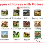 Types of Horses with Names, Pictures, and Descriptions