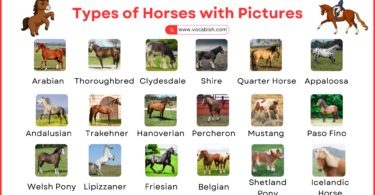 Types of Horses with Names, Pictures, and Descriptions