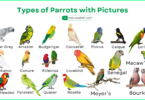 Types of Parrots with Names, Pictures, and Description