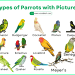 25 types of parrots with names and pictures for kids and beginners to learn animal vocabulary.