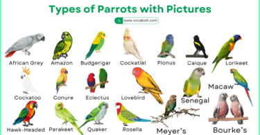 Types of Parrots with Names, Pictures, and Description