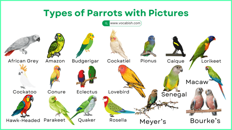 25 types of parrots with names and pictures for kids and beginners to learn animal vocabulary.