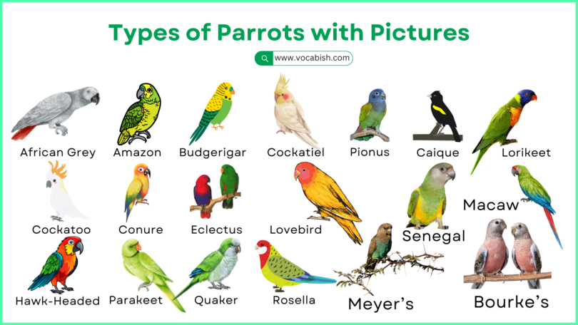 Types of Parrots with Names, Pictures, and Description