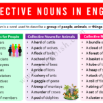 Collective Nouns in English with 100 Examples