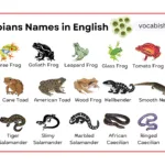 Amphibians Names in English with Their Pictures