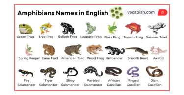 Amphibians Names in English with Their Pictures