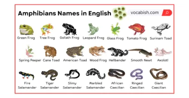 Amphibians Names in English with Their Pictures