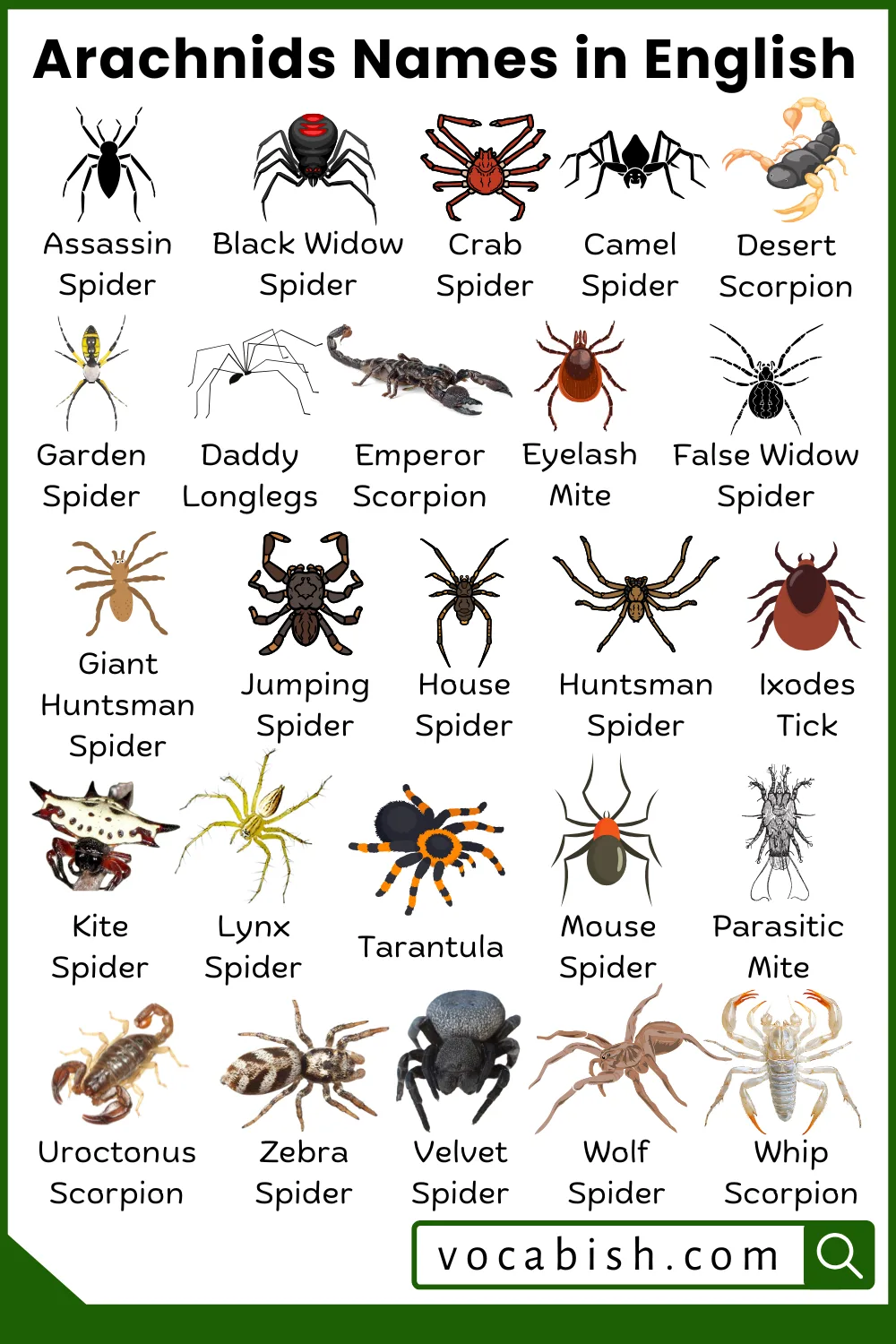 Arachnids Names in English with Their Pictures