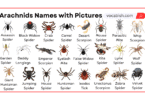 Arachnids Names in English with Their Pictures
