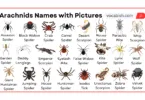 Arachnids Names in English with Their Pictures