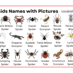 Arachnids Names in English with Their Pictures