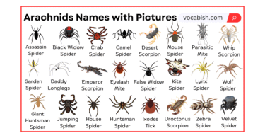 Arachnids Names in English with Their Pictures