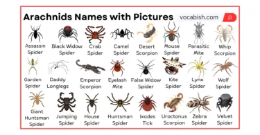 Arachnids Names in English with Their Pictures