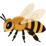 Bee: Fuzzy yellow and black bee with transparent wings viewed from the side.