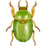 Beetle: Bright green beetle with a shiny shell and spread legs.
