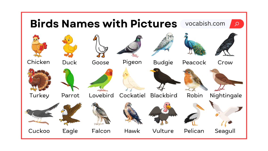 Birds Names with Pictures