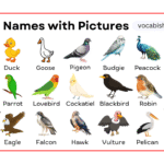 Birds Names with Pictures
