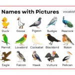 Birds Names with Pictures