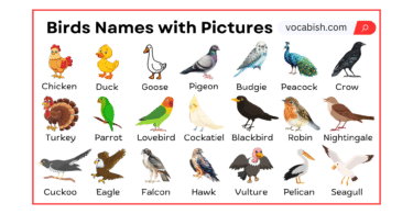 Birds Names with Pictures
