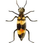 Blister Beetle: Long black and yellow blister beetle shown from above.