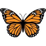 Butterfly: Orange and black butterfly with open patterned wings.