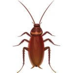 Cockroach: Brown cockroach with long antennae and spiny legs.