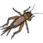 Cricket: Brown cricket with long antennae and folded wings.