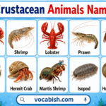 Crustacean Animals Names