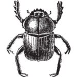Dung Beetle: Black dung beetle with a rounded body and raised front legs.