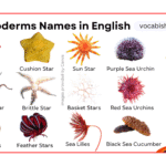 Echinoderms Names in English with Their Pictures