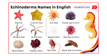 Echinoderms Names in English with Their Pictures