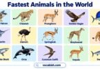Fastest Animals in the World: Names, Speeds, and Types