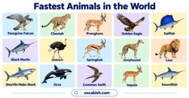 Fastest Animals in the World: Names, Speeds, and Types