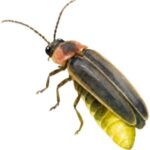 Firefly: Brown firefly with a glowing yellow abdomen.