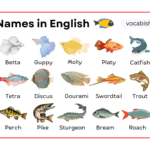 Fish Names in English with Their Pictures