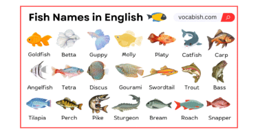 Fish Names in English with Their Pictures