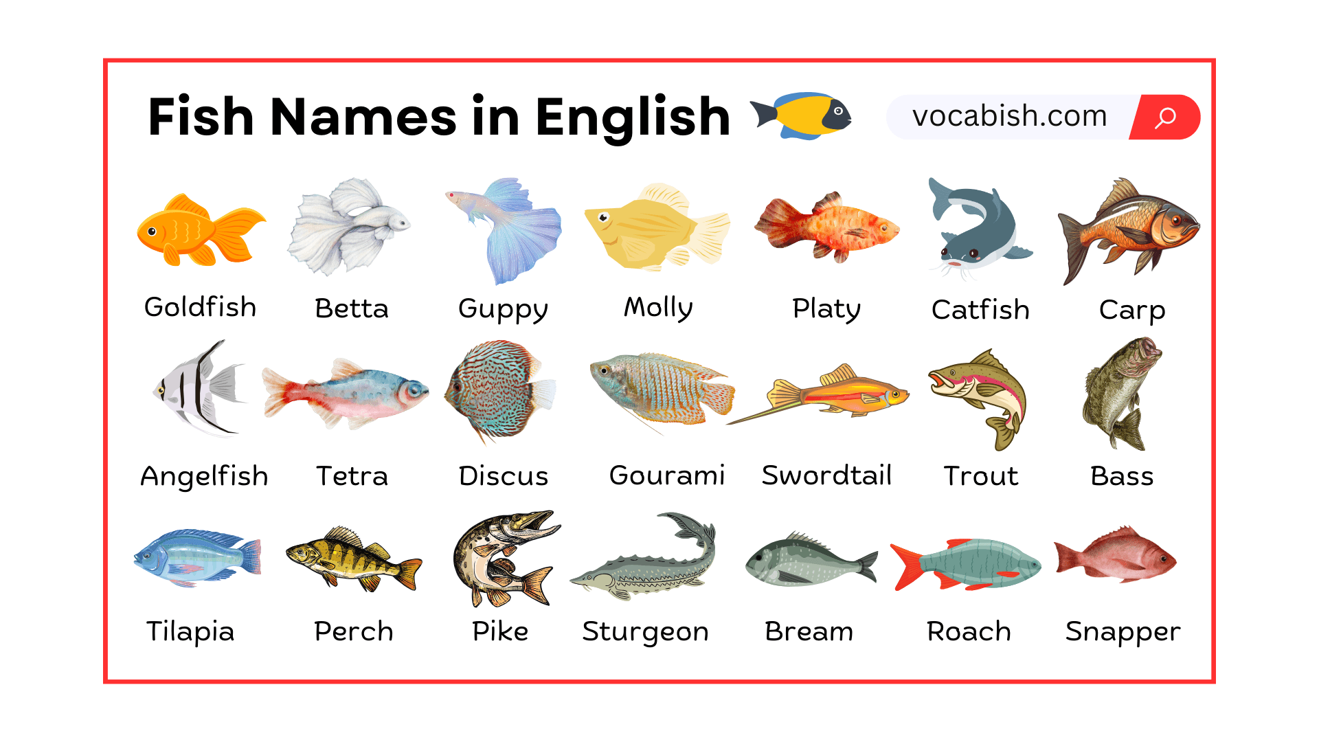 Fish Names in English with Their Pictures