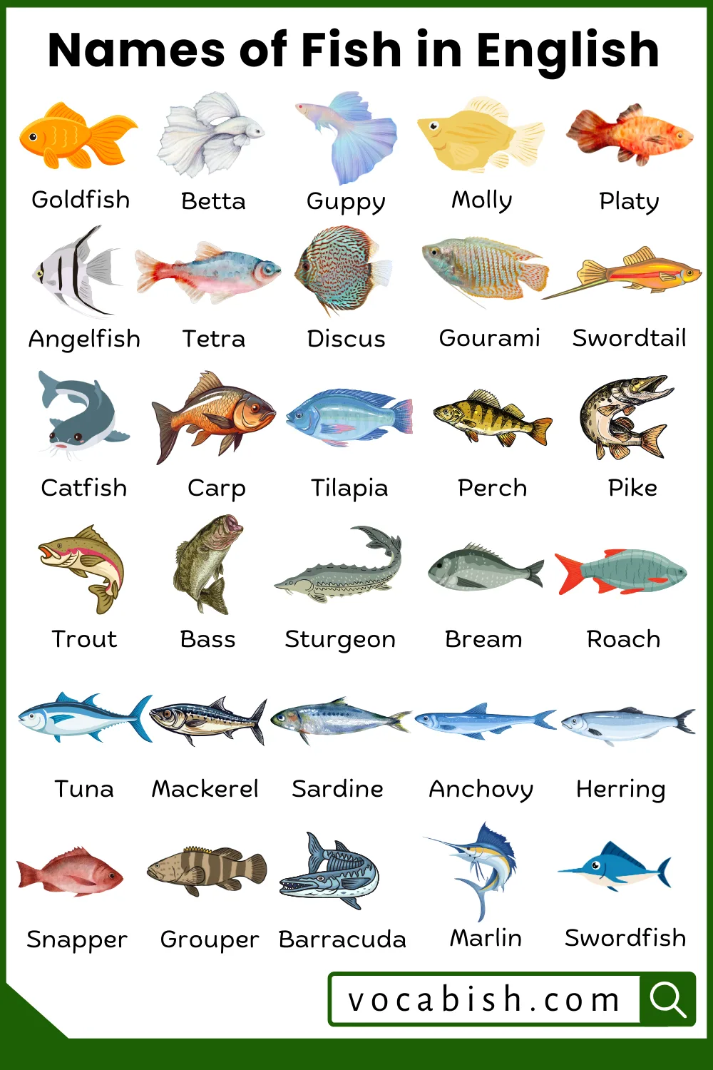 Types of Fish Names in English with Their Pictures