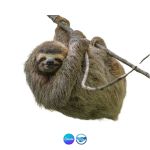 Giant Ground Sloth